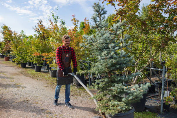 Tree and Shrub Care in Wrightsville, PA